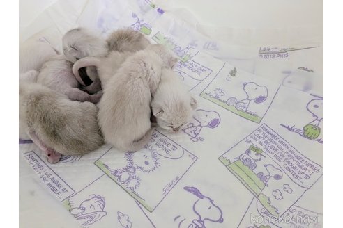 販売中の東京都のバーミラ-120414の2枚目